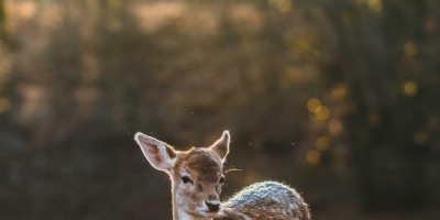 **AI：探索创意无限的未来**