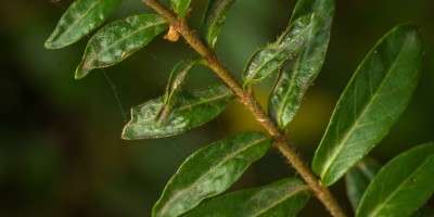 未来AI写作:挑战与机遇 未来AI写作:挑战与机遇