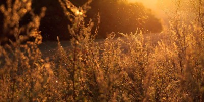 “AI的应用和未来发展”