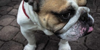 Chat3.5免费登录入口详解