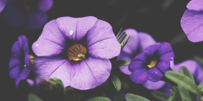 “畅享AI未来：chat人工智能免费入口全汇总”