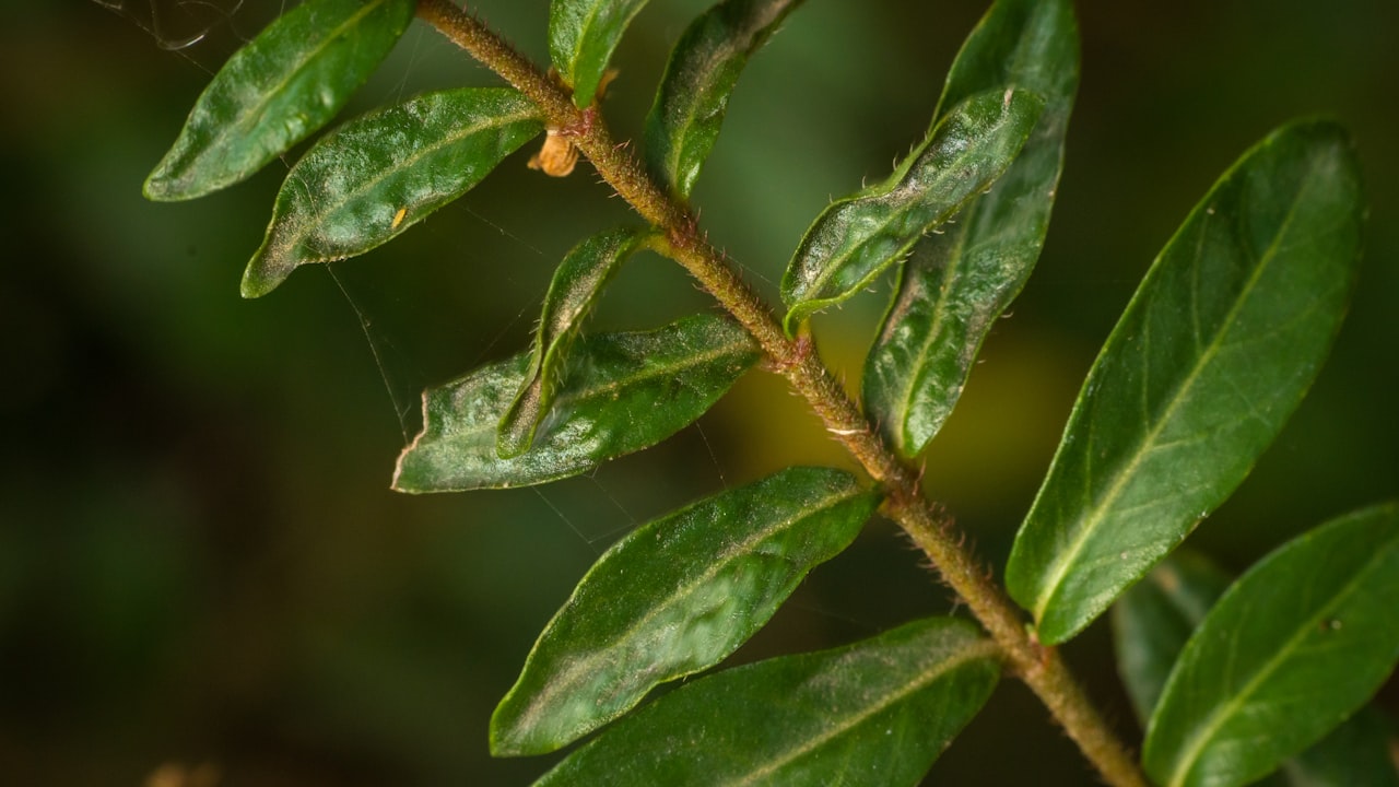未来 AI 写作：挑战与机遇