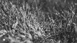 “AI写作：开启无限创意之门”