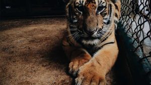 揭秘人工智能的未来前景