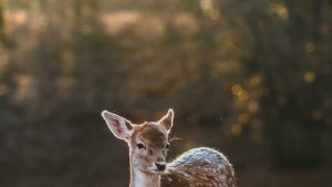 **AI：探索创意无限的未来**