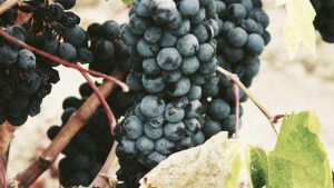 Chat 人工智能免费入口：中文版完整汇总与推荐