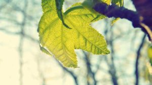 “解锁Chat人工智能免费入口：全面介绍与推荐”