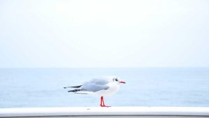 推荐最佳chat人工智能免费入口指南