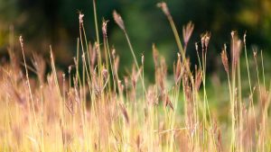 “解锁人工智能聊天机器人免费入口”