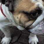 “探索在线使用chat人工智能的最佳实践和技巧”